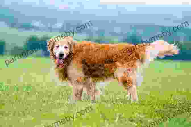 A Golden Retriever And A Long Haired Cat Looking At Each Other With Curiosity Ruff Vs Fluff (A Queenie And Arthur Novel)