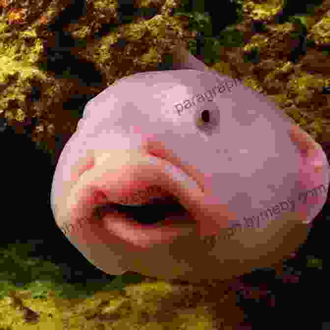 A Grotesque Blobfish With Its Mouth Agape Strange Unusual Gross Cool Animals (An Animal Planet Book)