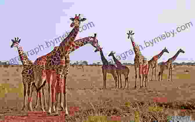 A Group Of Giraffes Walking Through The African Bush National Geographic Readers: Roar 100 Facts About African Animals (L3)