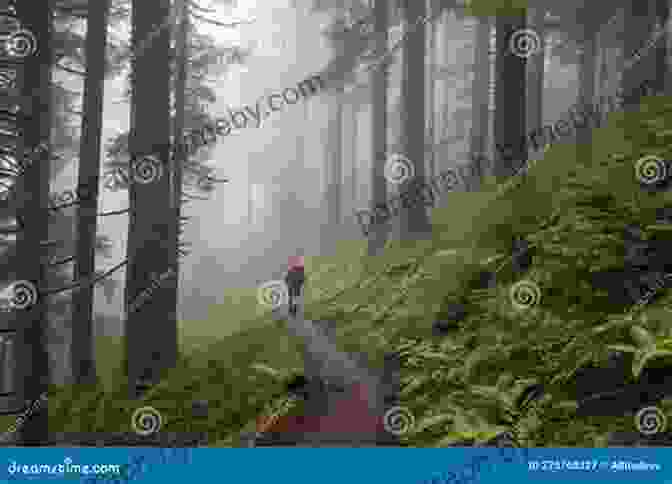 A Hiker Admiring The Towering Trees Along A Scenic Trail Trees Of Colorado Field Guide (Tree Identification Guides)