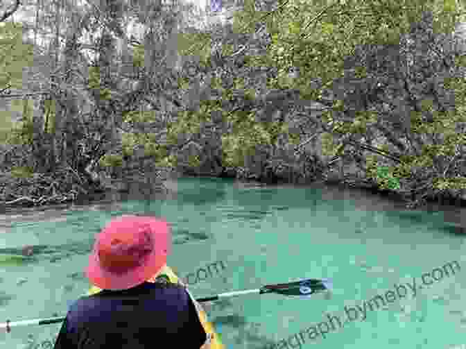 A Kayaker Exploring The Crystal Clear Waters Of Florida's Weeki Wachee River Canoeing Kayaking Florida (Canoe And Kayak Series)