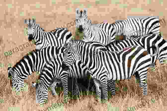 A Large Herd Of Zebras Grazing On The African Plains National Geographic Readers: Roar 100 Facts About African Animals (L3)