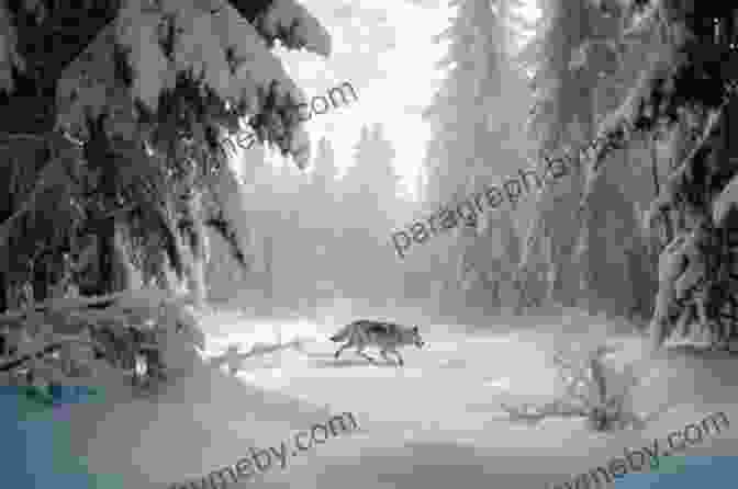 A Lone Wolf Running Through A Snowy Landscape Little Hawk And The Lone Wolf: A Memoir