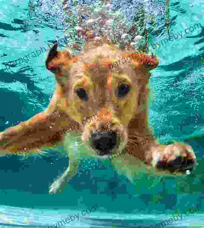 A Playful Golden Retriever Puppy Swims Underwater, Its Paws Outstretched And Tail Wagging Underwater Dogs: Kids Edition Seth Casteel