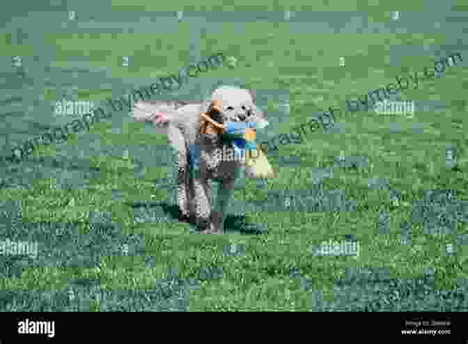 A Poodle Running Through A Field Fifty Acres And A Poodle: A Story Of Love Livestock And Finding Myself On A Farm