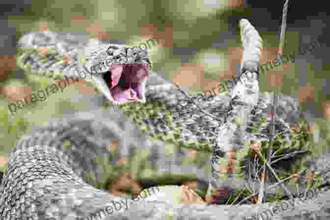 A Rattlesnake Coiled And Ready To Strike, Highlighting Its Keen Hunting Instincts All About Rattlesnakes Jim Arnosky