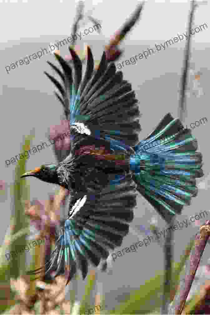 A Stunning Photograph Of A Group Of New Zealand Birds In Flight, Showcasing The Diverse Plumage And Beauty Of The Region's Avian Life. A Naturalist S Guide To The Birds Of New Zealand (Naturalists Guides)