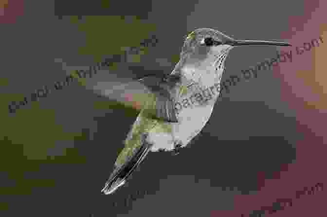 A Tiny Hummingbird Hovering In Mid Air, Its Wings Beating Rapidly Strange Unusual Gross Cool Animals (An Animal Planet Book)