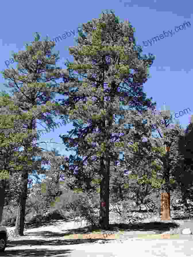 A Towering Ponderosa Pine Reaching Up To The Sky Trees Of Arizona Field Guide (Tree Identification Guides)