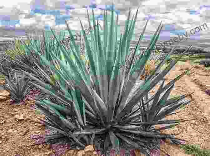 Agave Plant Tequila Aficionado Magazine August 2024: The Only Direct To Consumer Magazine Specializing In Tequila Mezcal Sotol Bacanora Raicilla And Agave Spirits