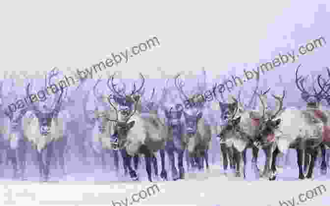 Big Red Leading A Herd Of Reindeer Across A Snow Covered Landscape, His Crimson Fur Standing Out Against The White Backdrop. Big Red: The Father Of Santa S Reindeer