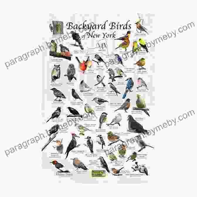 Birds Of New York Field Guide Cover Birds Of New York Field Guide (Bird Identification Guides)