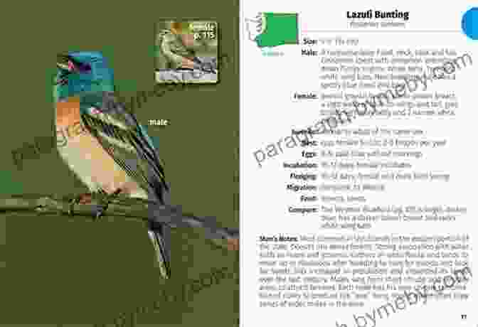 Birds Of Washington Field Guide Birds Of Washington Field Guide (Bird Identification Guides)