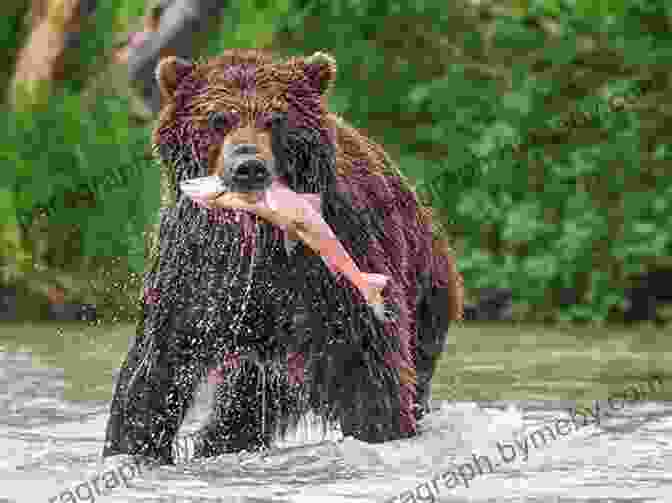 Brown Bear Fishing For Salmon In Wild Trust: Larry Aumiller S Thirty Years Among The McNeil River Brown Bears