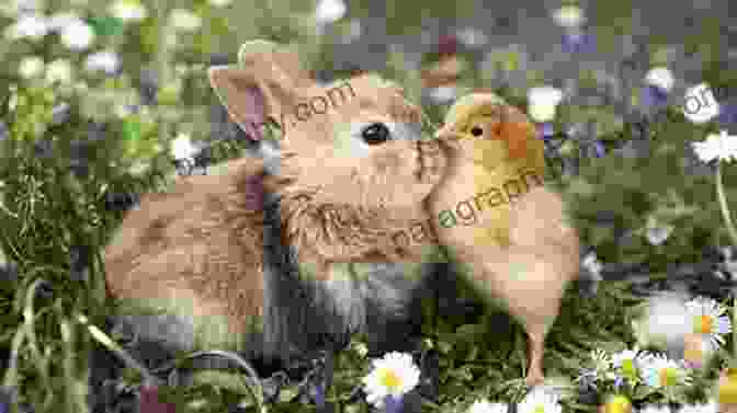 Bunny And Chick Enjoying A Springtime Picnic. Bunny And Chick (Seasonal Concepts)