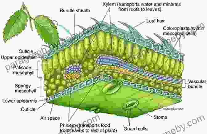 Close Up Of A Tree Leaf With Detailed Annotations Trees Of Colorado Field Guide (Tree Identification Guides)