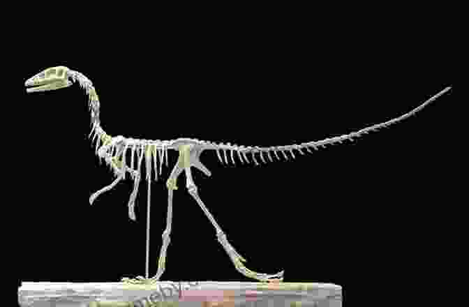 Compsognathus Skeleton, Showcasing Its Compact Size And Agile Features Compsognathus (21st Century Junior Library: Dinosaurs)