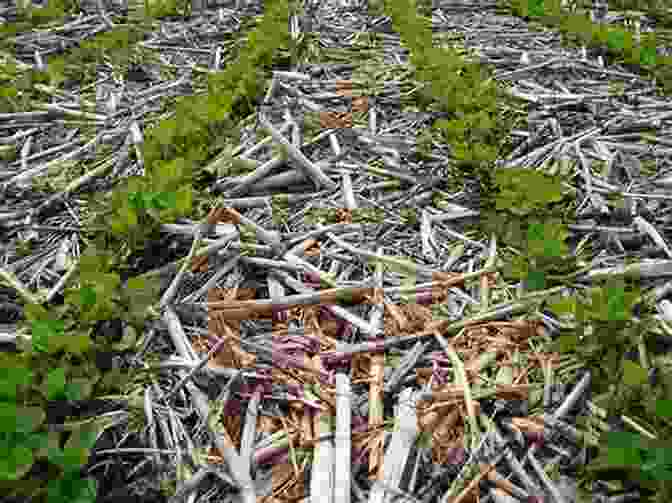 Demonstration Of Soil Management Practices Such As No Till Farming, Cover Cropping, And Composting The Living Soil Handbook: The No Till Grower S Guide To Ecological Market Gardening