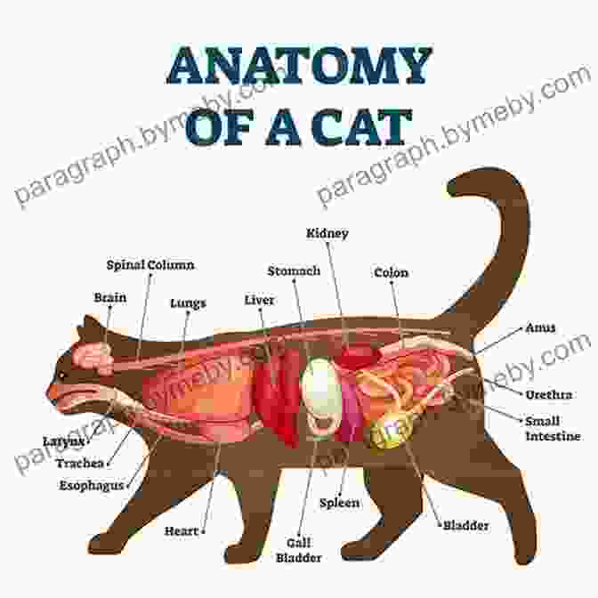 Detailed Diagram Of Cat Anatomy Purr: The Science Of Making Your Cat Happy