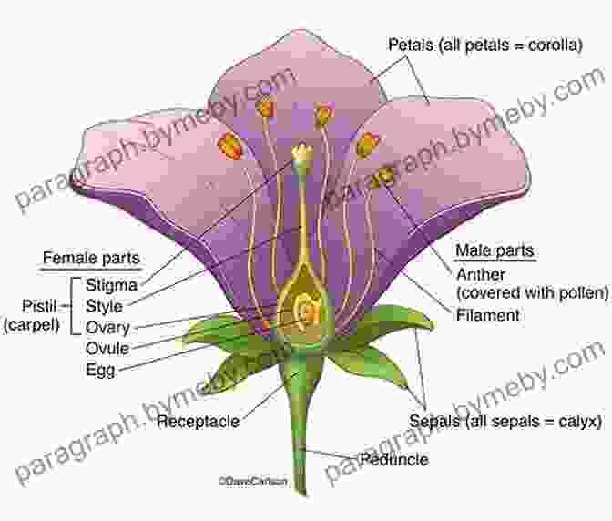 Diagram Of Flower Anatomy, Including Petals, Sepals, Stamens, And Pistils. Drawing Painting Flowers: A Step By Step Guide To Creating Beautiful Floral Artworks