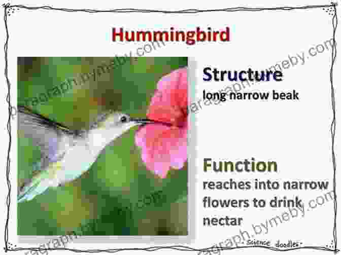 Examples Of Symbiotic Adaptations, Including The Long Beak Of A Hummingbird Specially Evolved To Feed On Nectar, And The Sharp Claws Of A Crab That Carries Sea Anemones For Protection. Living On The Edge: Amazing Relationships In The Natural World