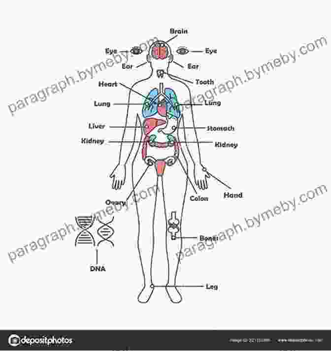 Female Body Anatomy Diagram Sketching Women: Learn To Draw Lifelike Female Figures A Croquis Course For Beginners Over 600 Illustrations