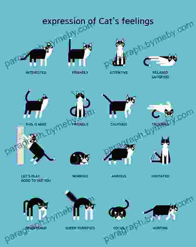 Infographic Depicting Feline Body Language Purr: The Science Of Making Your Cat Happy