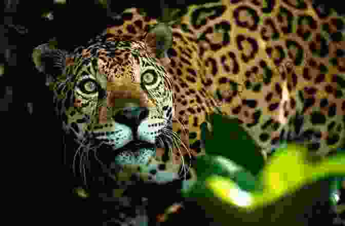 Jaguar, The Phantom Of The Rainforest Ultimate Jungle Rumble (Who Would Win?)