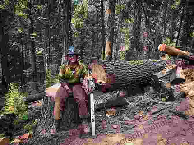 Lumberjacks Felling Trees In A Wisconsin Forest When The White Pine Was King: A History Of Lumberjacks Log Drives And Sawdust Cities In Wisconsin