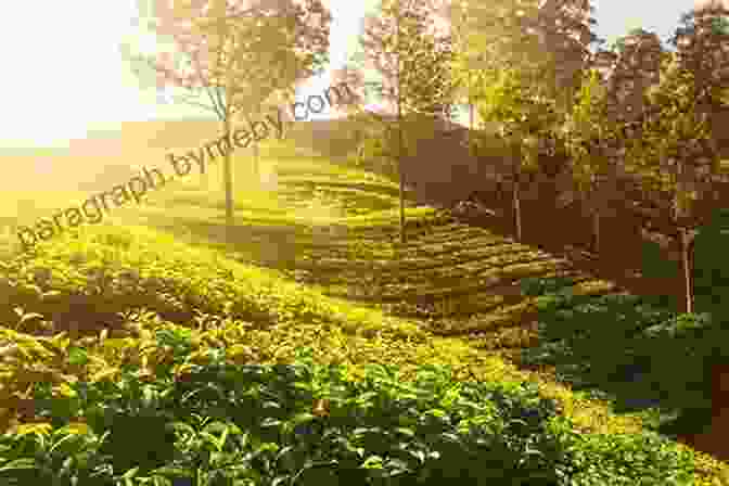 Lush Tea Plantation With Vibrant Green Tea Bushes The Essence Of Tea: The Transformational Journey Of A Tea Connoisseur