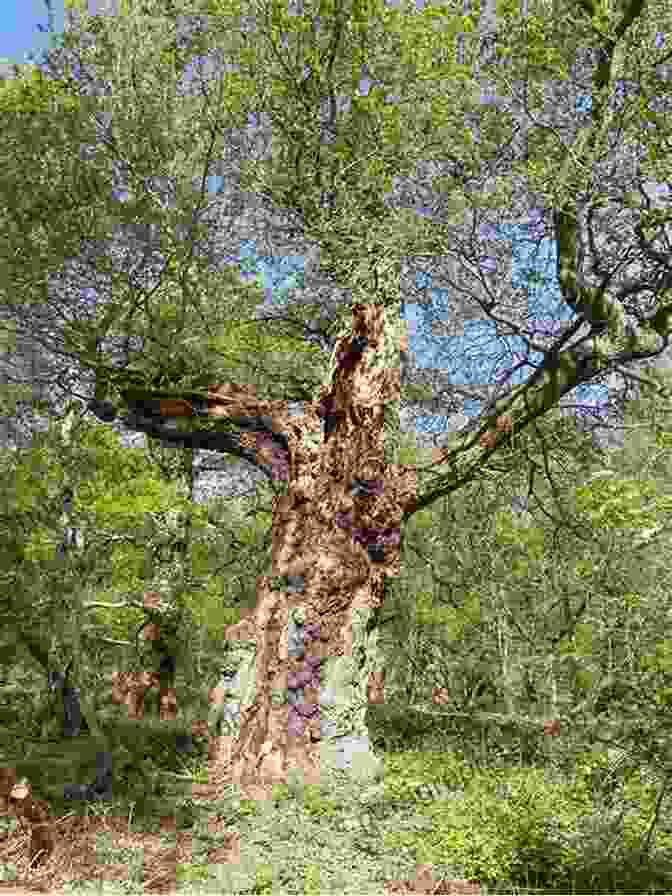 Majestic Ancient Oak Tree Standing Tall In The Forest Tales From The Trees: Starring Happy The Hodag And Buddy The Bulldog