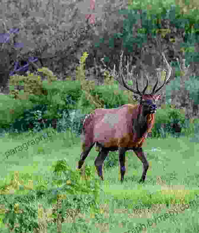 Majestic Elk Grazing In A Meadow In Land Between The Lakes Land Between The Lakes Outdoor Handbook: Your Complete Guide For Hiking Camping Fishing And Nature Study In Western Tennessee And Kentucky