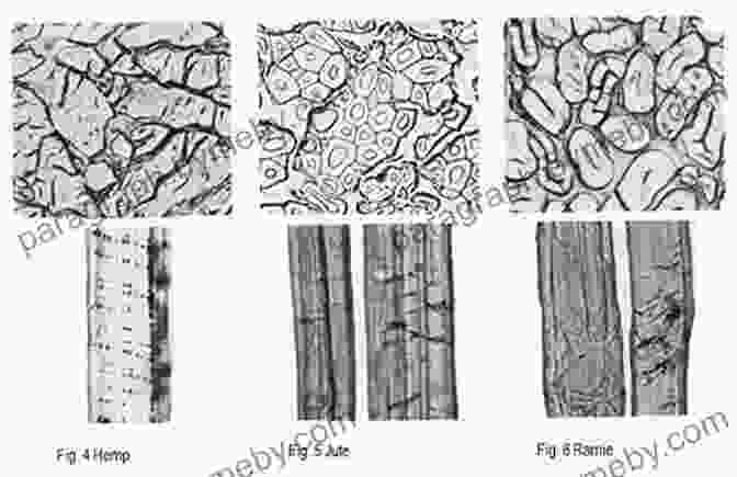 Microscopic View Of Various Textile Materials, Showcasing Their Intricate Structures And Patterns. Textiles And Fashion: Materials Design And Technology (Woodhead Publishing In Textiles 126)