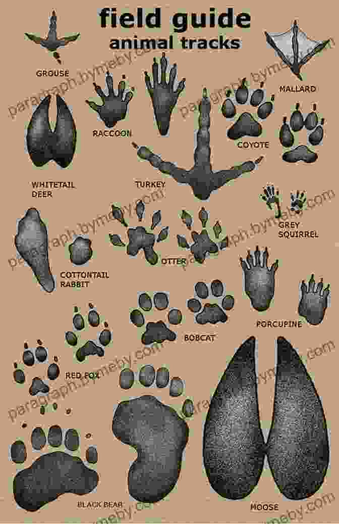 Nature Guidebook Showcasing Animal Footprints And Behavior Practical Tracking: A Guide To Following Footprints And Finding Animals