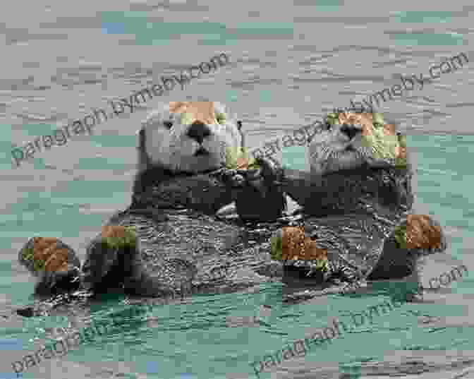 Otters Sharing A Fish, Demonstrating The Importance Of Sharing And Cooperation Do Unto Otters: A About Manners