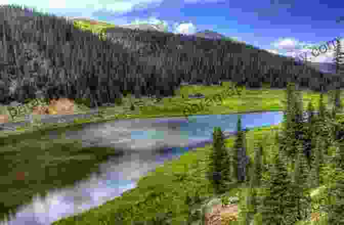 Panoramic View Of Colorado's Breathtaking Forests Trees Of Colorado Field Guide (Tree Identification Guides)