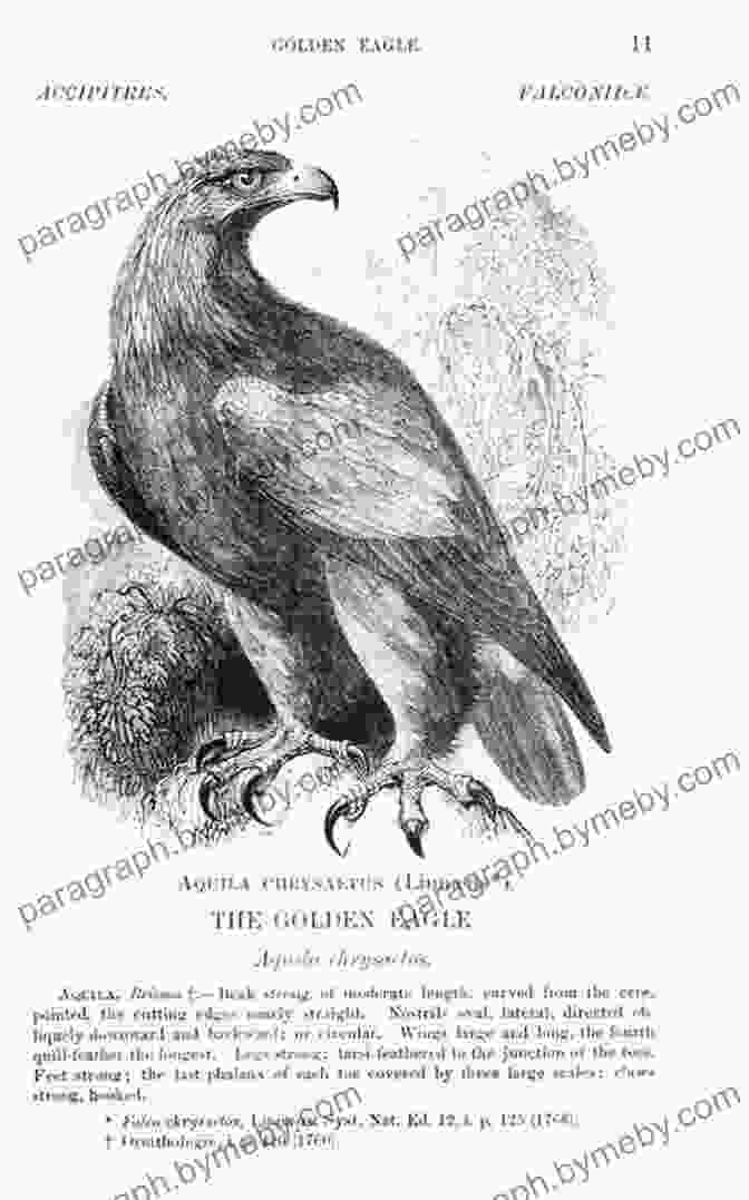 Thomas Bewick's Illustration Of A Golden Eagle From 'A History Of British Birds' Nature S Engraver: A Life Of Thomas Bewick