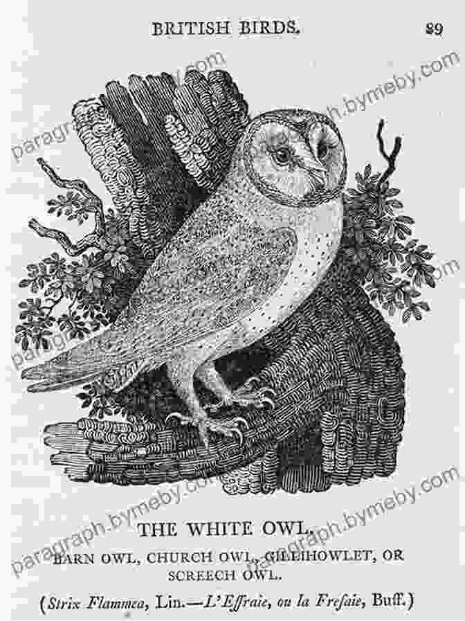 Thomas Bewick's Wood Engraving Of A Bird Nature S Engraver: A Life Of Thomas Bewick