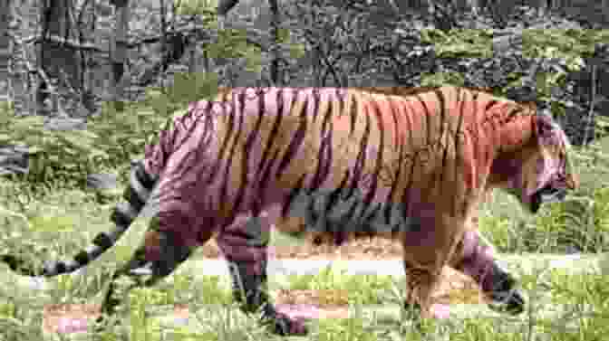 Tiger, The Lord Of The Forest Ultimate Jungle Rumble (Who Would Win?)