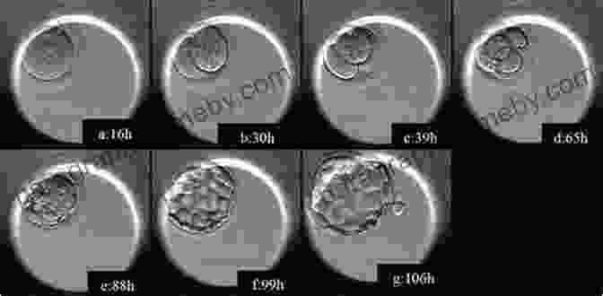 Time Lapse Embryo Development Atlas Of Time Lapse Embryology