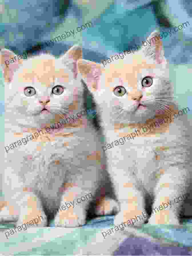 Topsie And Mittens, Two Adorable Cats, Sitting Side By Side On A Colorful Blanket Topsie Meets Mittens (The Adventures Of Topsie 2)