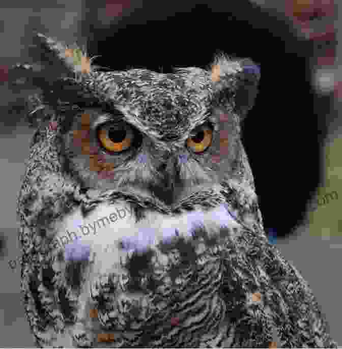 Twilight, A Mysterious And Powerful Great Horned Owl A Guide To The Great Tree (Guardians Of Ga Hoole)