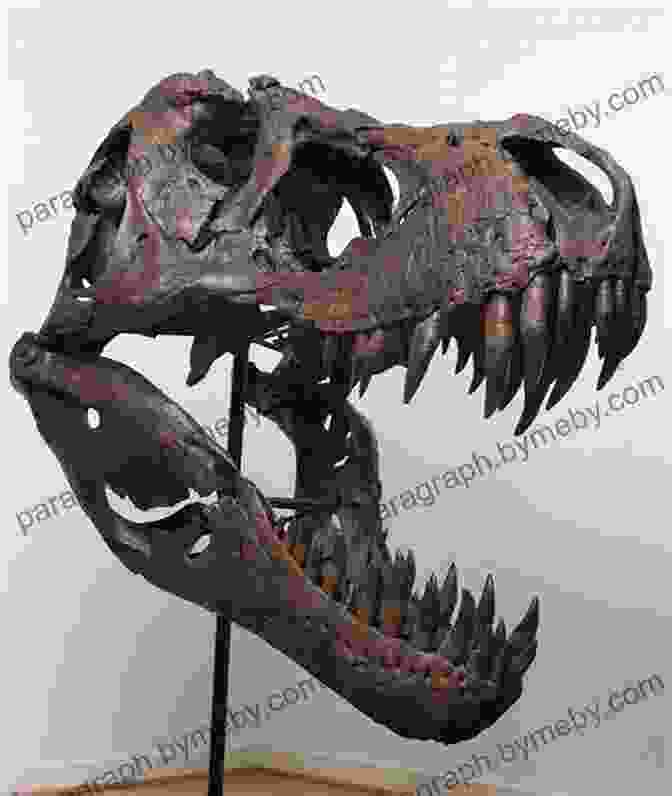 Tyrannosaurus Rex Skull Fossil Tyrannosaurus Rex: A History Just For Kids