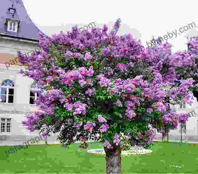 Will Plant You Lilac Tree I Will Plant You A Lilac Tree: A Memoir Of A Schindler S List Survivor